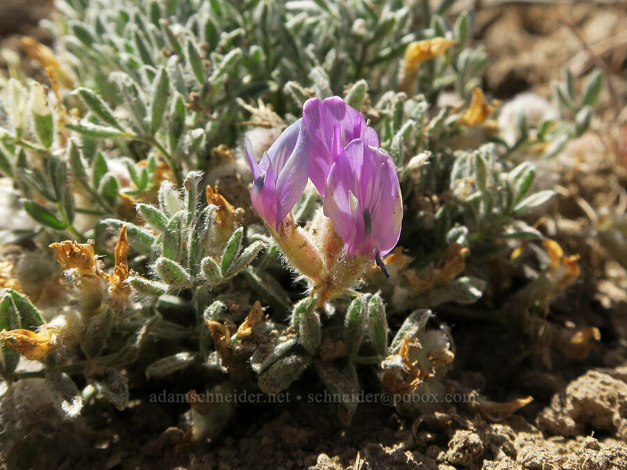 woolly-pod milk-vetch (Astragalus purshii) [South Steens Mountain Loop Road, Harney County, Oregon]