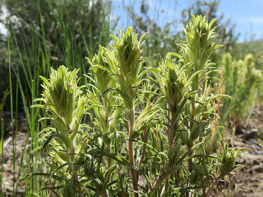 parrot-head (hairy) paintbrush (Castilleja pilosa var. pilosa) [South Steens Mountain Loop Road, Harney County, Oregon]