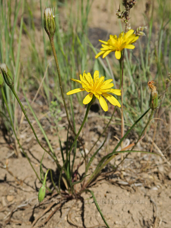 nodding microseris (Microseris nutans (Scorzonella nutans)) [South Steens Mountain Loop Road, Harney County, Oregon]