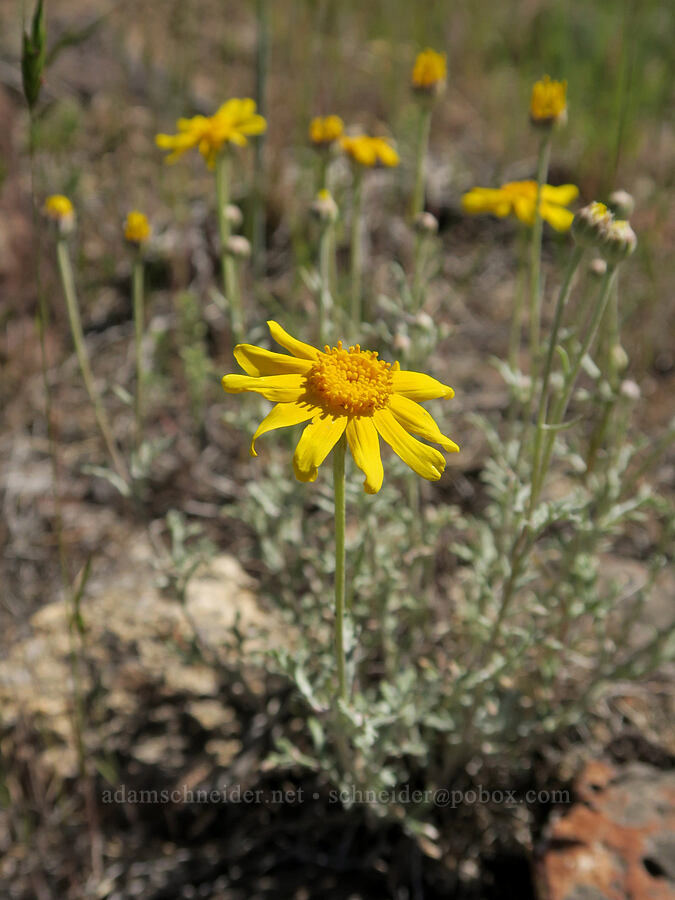 Oregon sunshine (Eriophyllum lanatum) [South Steens Mountain Loop Road, Harney County, Oregon]