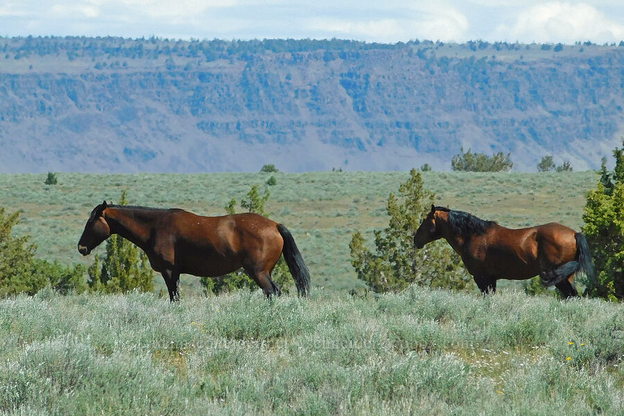 wild horses (Equus ferus caballus) [South Steens Mountain Loop Road, Harney County, Oregon]