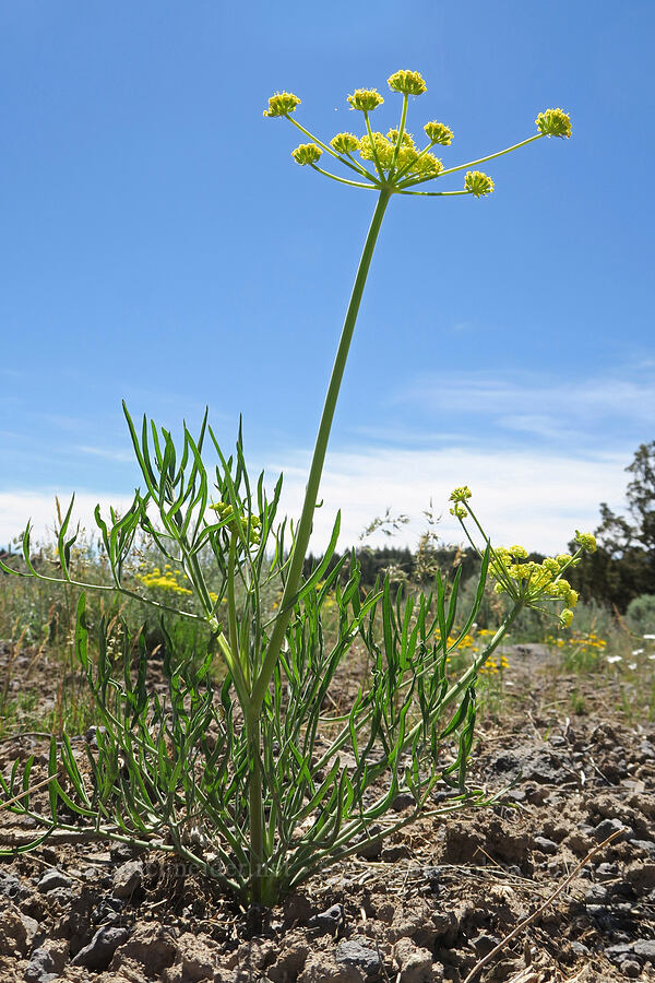 nine-leaf desert parsley (Lomatium triternatum) [South Steens Mountain Loop Road, Harney County, Oregon]