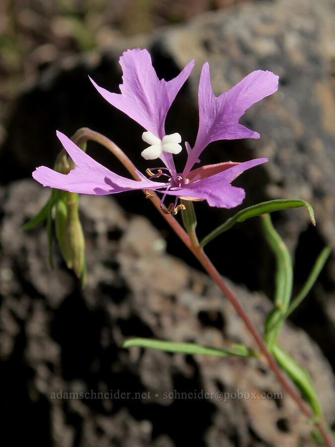 elkhorn clarkia (Clarkia pulchella) [South Steens Mountain Loop Road, Harney County, Oregon]