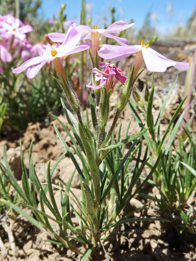 long-leaf phlox (Phlox longifolia) [South Steens Mountain Loop Road, Harney County, Oregon]