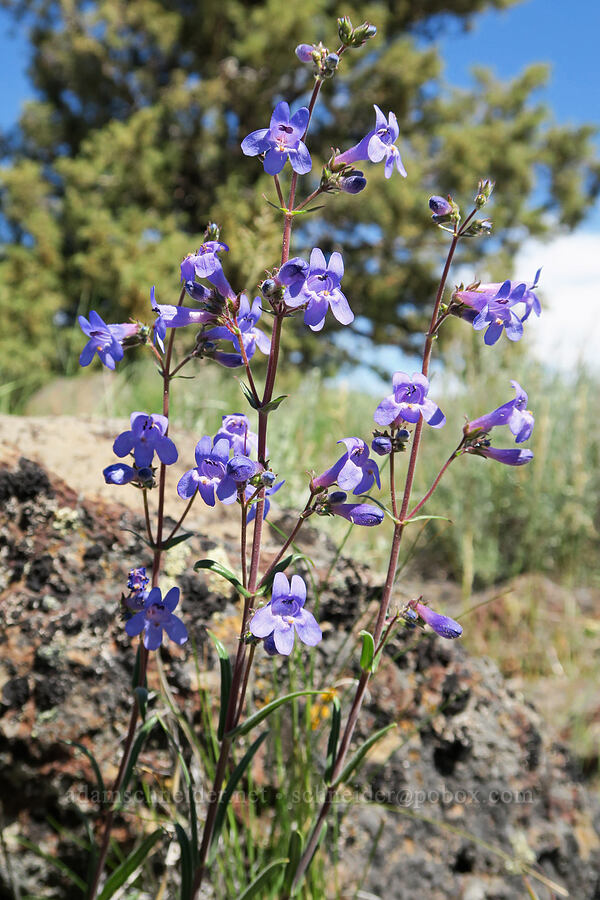 lowly penstemon (Penstemon humilis) [South Steens Mountain Loop Road, Harney County, Oregon]