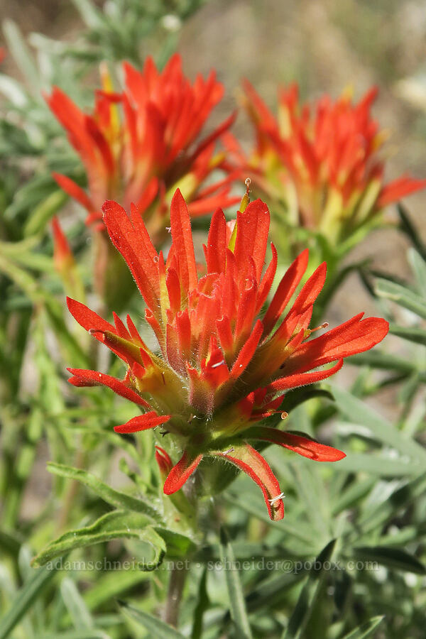 red wavy-leaf paintbrush (Castilleja applegatei var. pinetorum) [South Steens Mountain Loop Road, Harney County, Oregon]