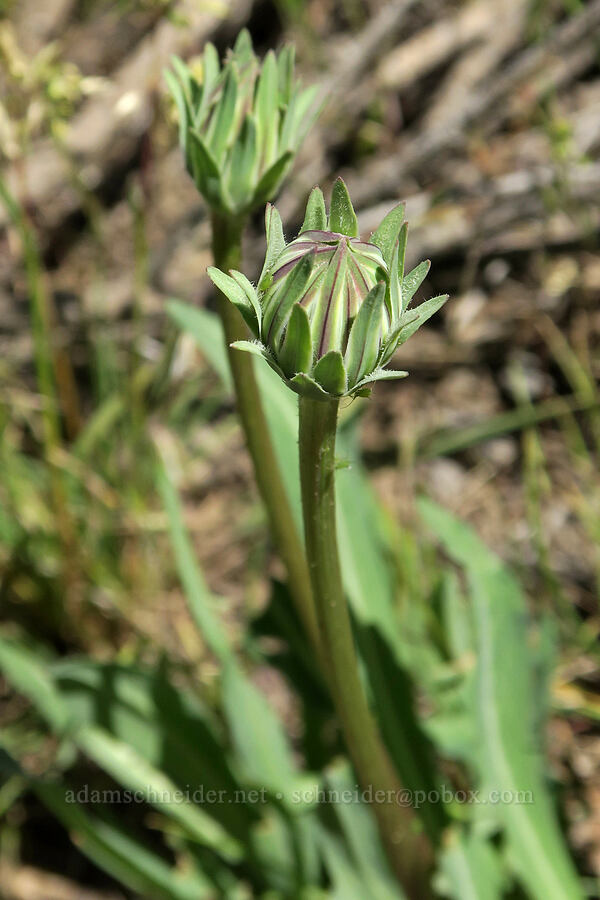 pale agoseris, budding (Agoseris glauca) [South Steens Mountain Loop Road, Harney County, Oregon]