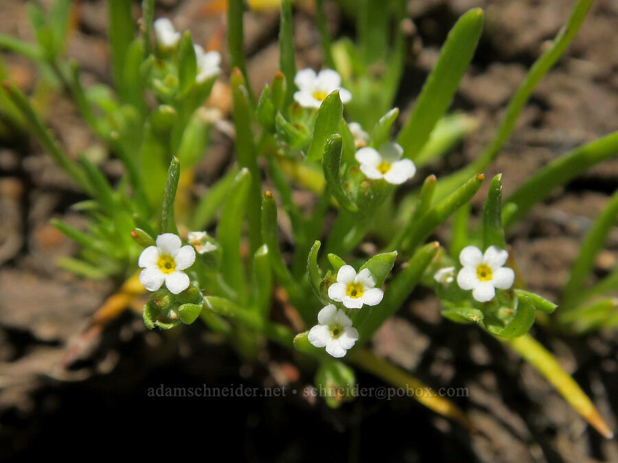 popcorn flower (Plagiobothrys sp.) [South Steens Mountain Loop Road, Harney County, Oregon]