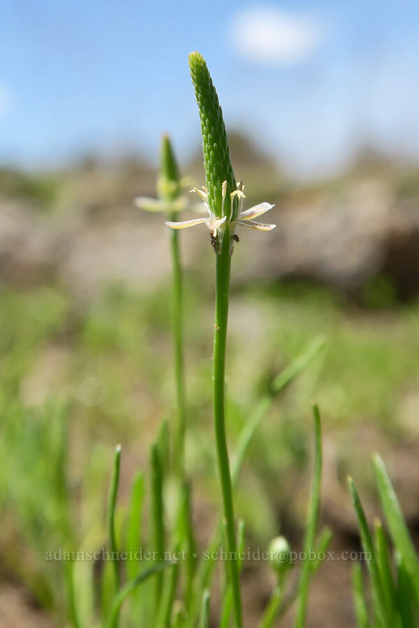 least mouse-tail (Myosurus minimus) [South Steens Mountain Loop Road, Harney County, Oregon]