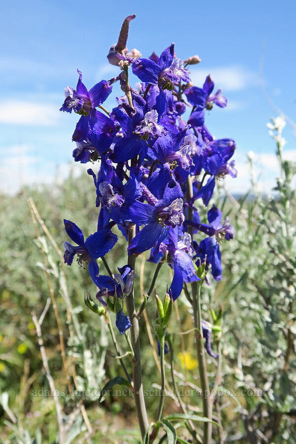 desert larkspur (Delphinium andersonii (Delphinium scaposum var. andersonii)) [South Steens Mountain Loop Road, Harney County, Oregon]