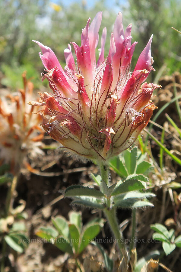 big-head clover (Trifolium macrocephalum) [South Steens Mountain Loop Road, Harney County, Oregon]