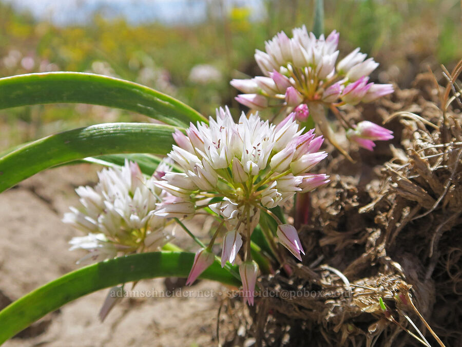 Tolmie's onions (Allium tolmiei) [South Steens Mountain Loop Road, Harney County, Oregon]