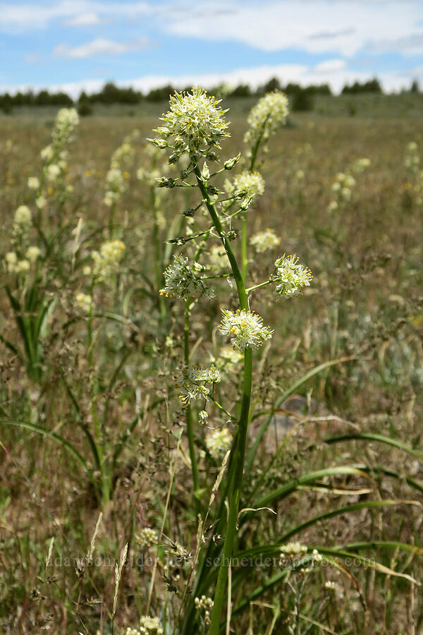 panicled death-camas (Toxicoscordion paniculatum (Zigadenus paniculatus)) [South Steens Mountain Loop Road, Harney County, Oregon]