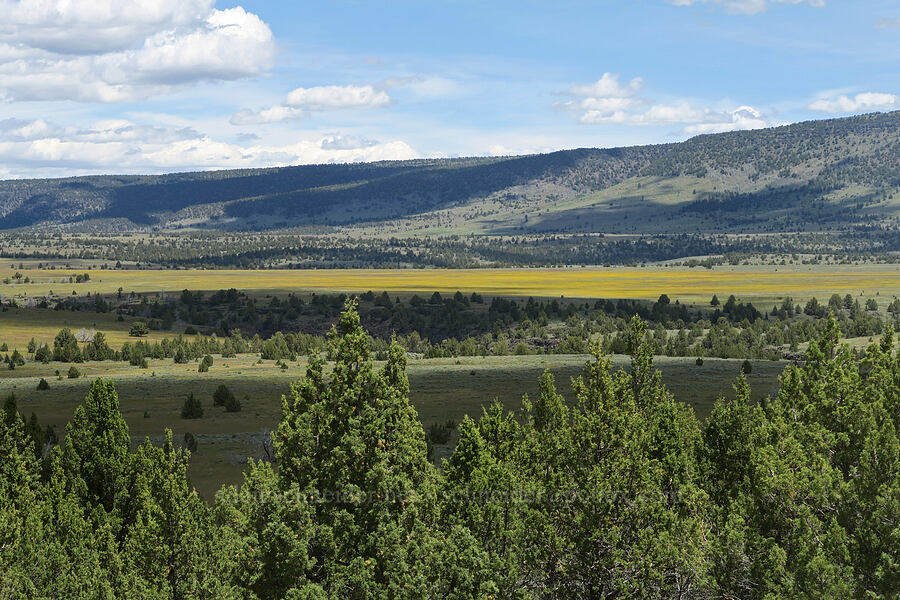 yellow flowers in the distance [South Steens Mountain Loop Road, Harney County, Oregon]