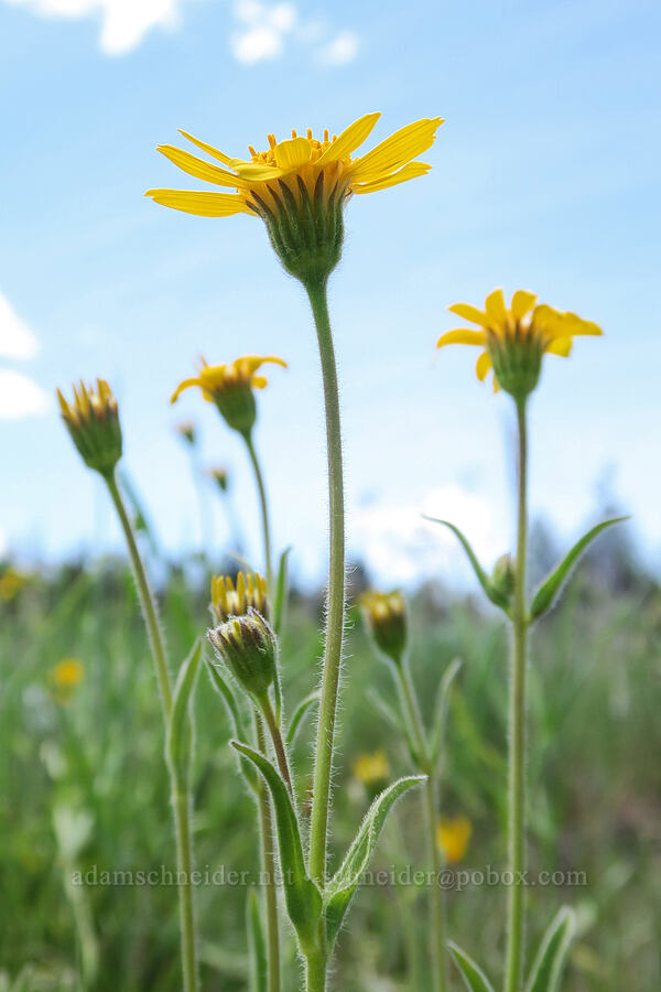 twin arnica (Arnica sororia) [South Steens Mountain Loop Road, Harney County, Oregon]