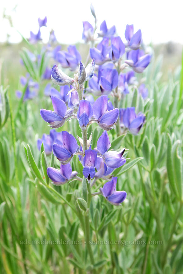 Kellogg's spurred lupine (Lupinus argenteus var. heteranthus (Lupinus caudatus)) [South Steens Mountain Loop Road, Harney County, Oregon]