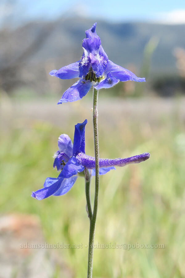 slim larkspur (Delphinium depauperatum) [South Steens Mountain Loop Road, Harney County, Oregon]