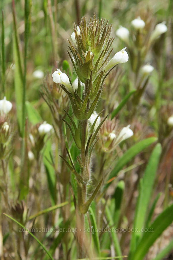 hairy owl's-clover (Castilleja tenuis (Orthocarpus hispidus)) [South Steens Mountain Loop Road, Harney County, Oregon]