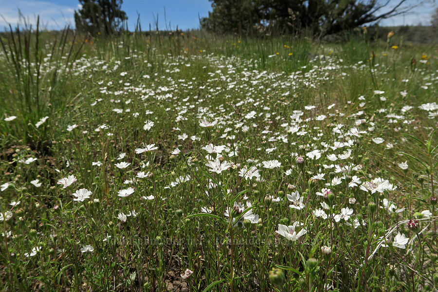 rough eyelash-weed (Blepharipappus scaber) [South Steens Mountain Loop Road, Harney County, Oregon]