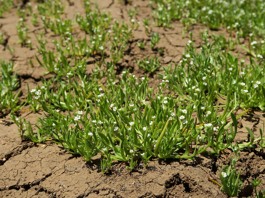popcorn flower (Plagiobothrys sp.) [South Steens Mountain Loop Road, Harney County, Oregon]