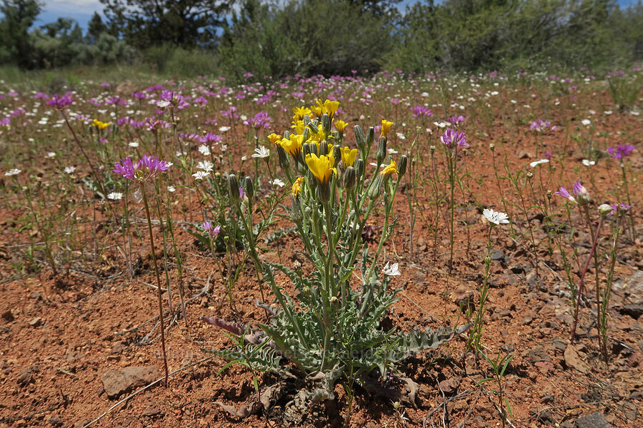 hawksbeard, eyelash-weed, and onions (Crepis intermedia, Blepharipappus scaber, Allium acuminatum) [South Steens Mountain Loop Road, Harney County, Oregon]