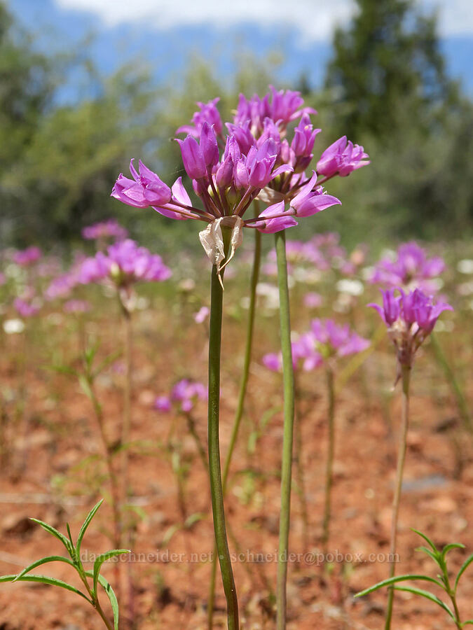 taper-tip onion (Allium acuminatum) [South Steens Mountain Loop Road, Harney County, Oregon]