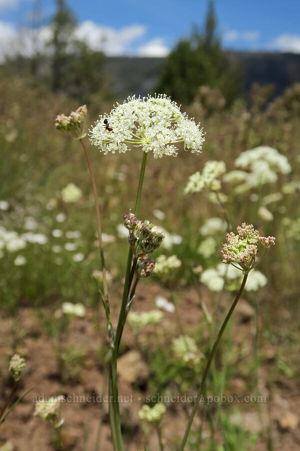 Bolander's yampah (Perideridia bolanderi) [South Steens Mountain Loop Road, Harney County, Oregon]
