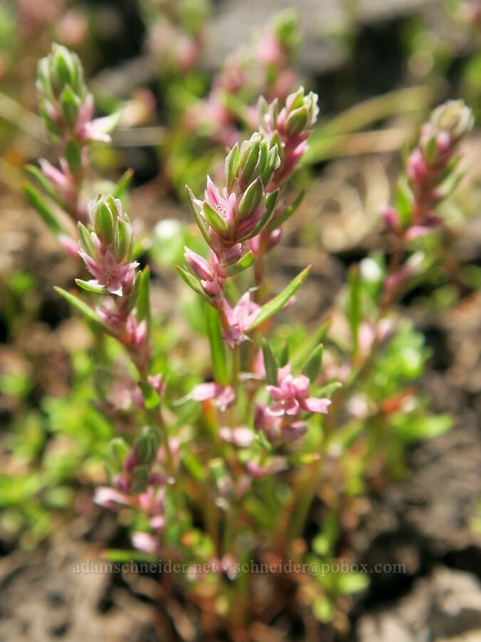 white-margined knotweed (Polygonum polygaloides ssp. esotericum) [South Steens Mountain Loop Road, Harney County, Oregon]