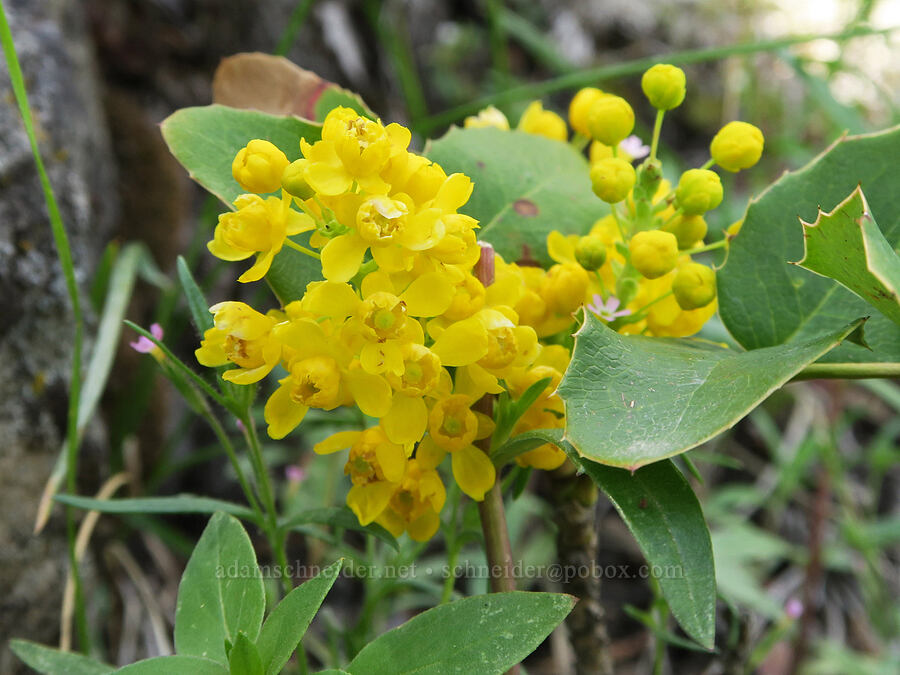 creeping Oregon-grape (Mahonia repens (Berberis repens)) [South Steens Mountain Loop Road, Harney County, Oregon]