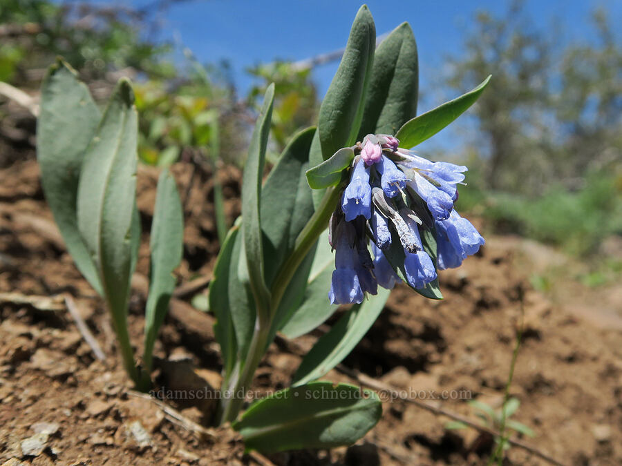 sagebrush bluebells (Mertensia oblongifolia) [South Steens Mountain Loop Road, Harney County, Oregon]