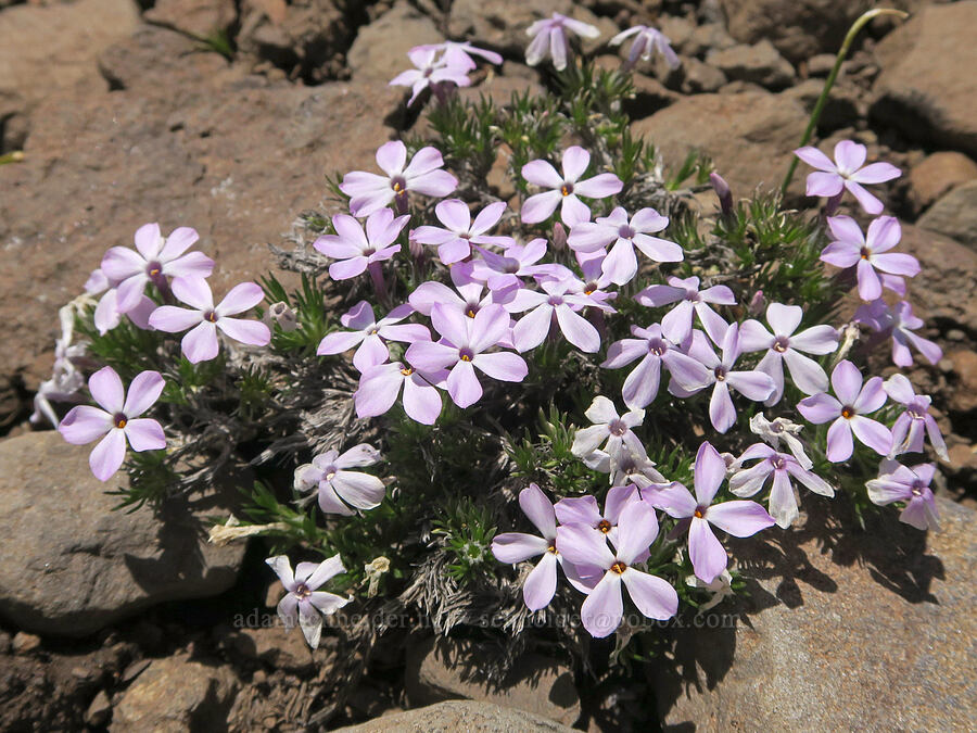 spreading phlox (Phlox diffusa) [South Steens Mountain Loop Road, Harney County, Oregon]