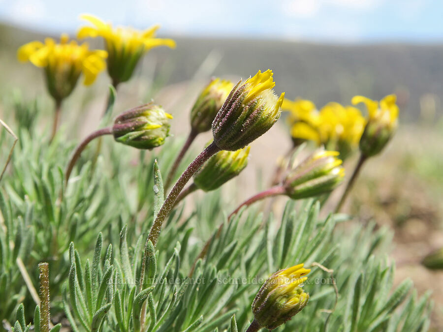 narrow-leaf goldenweed (Nestotus stenophyllus (Haplopappus stenophyllus)) [South Steens Mountain Loop Road, Harney County, Oregon]