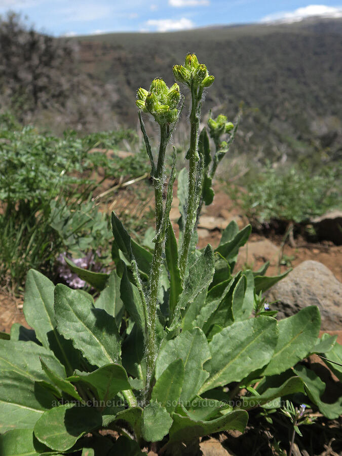 groundsel (Senecio sp.) [Big Indian Overlook, Steens Mountain, Harney County, Oregon]