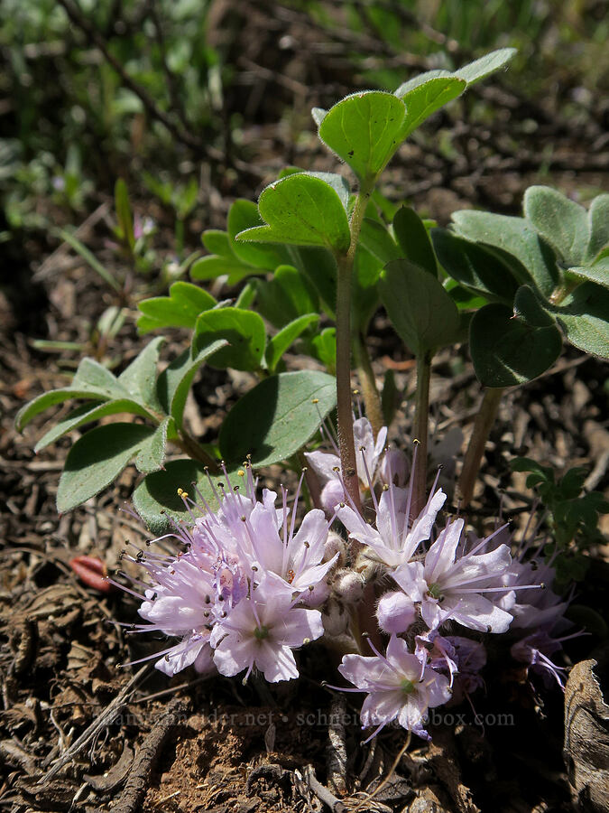 alpine ball-head waterleaf (Hydrophyllum alpestre (Hydrophyllum capitatum var. alpinum)) [South Steens Mountain Loop Road, Harney County, Oregon]