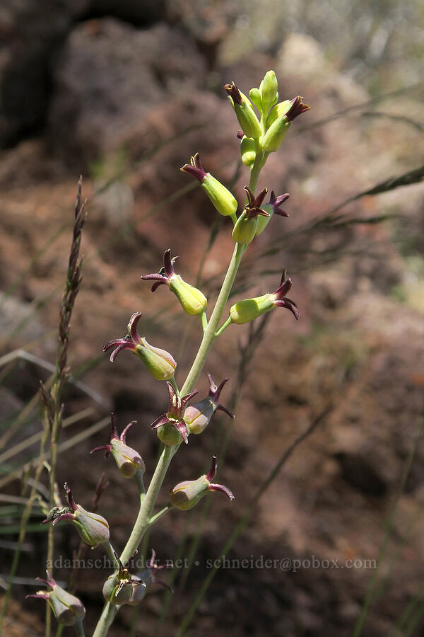 heart-leaf jewel-flower (Streptanthus cordatus) [South Steens Mountain Loop Road, Harney County, Oregon]