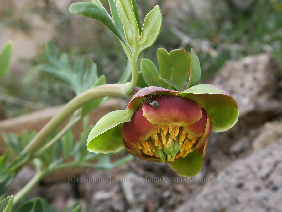 Brown's peony (Paeonia brownii) [South Steens Mountain Loop Road, Harney County, Oregon]