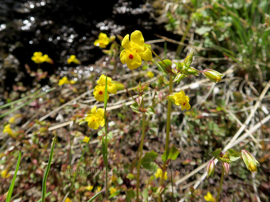 big-nose monkeyflower (Erythranthe nasuta (Mimulus guttatus var. nasutus)) [South Steens Mountain Loop Road, Harney County, Oregon]