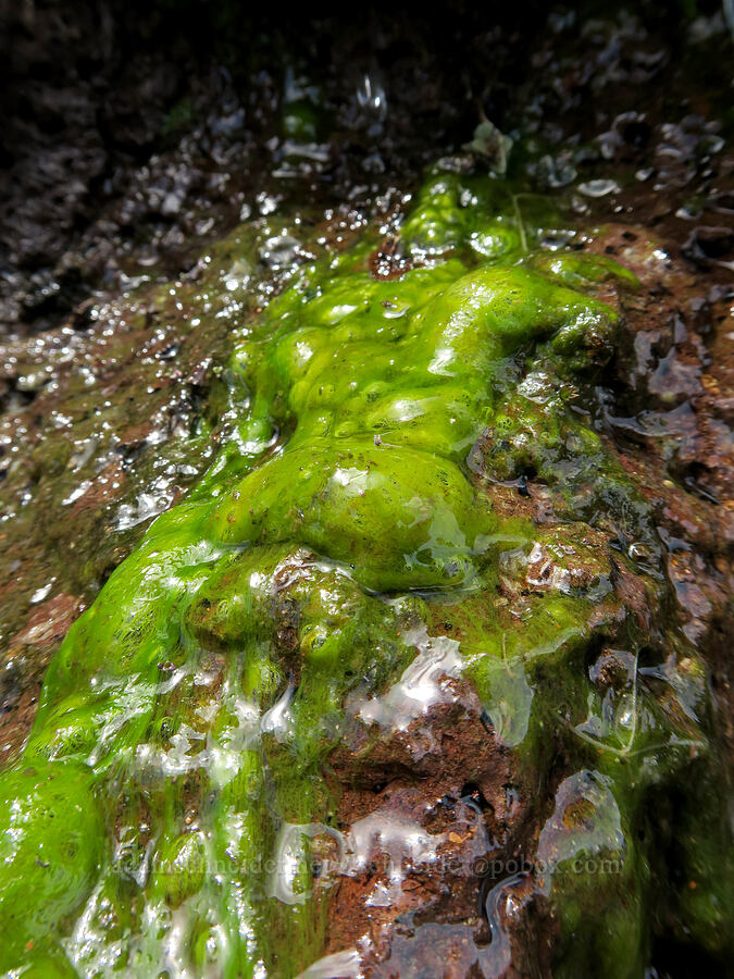 filamentous green algae [South Steens Mountain Loop Road, Harney County, Oregon]