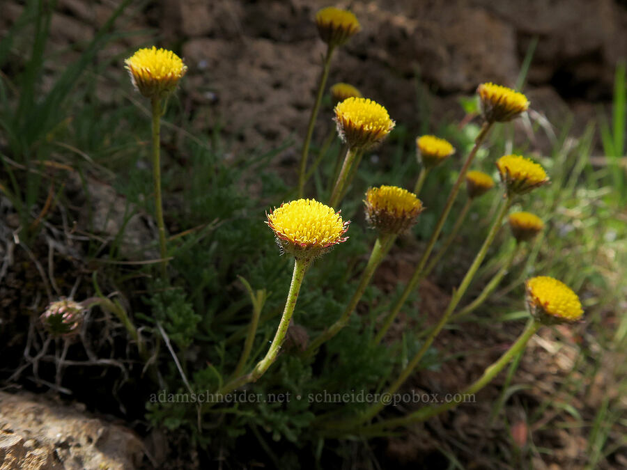 cut-leaf fleabane (rayless/discoid form) (Erigeron compositus) [South Steens Mountain Loop Road, Harney County, Oregon]
