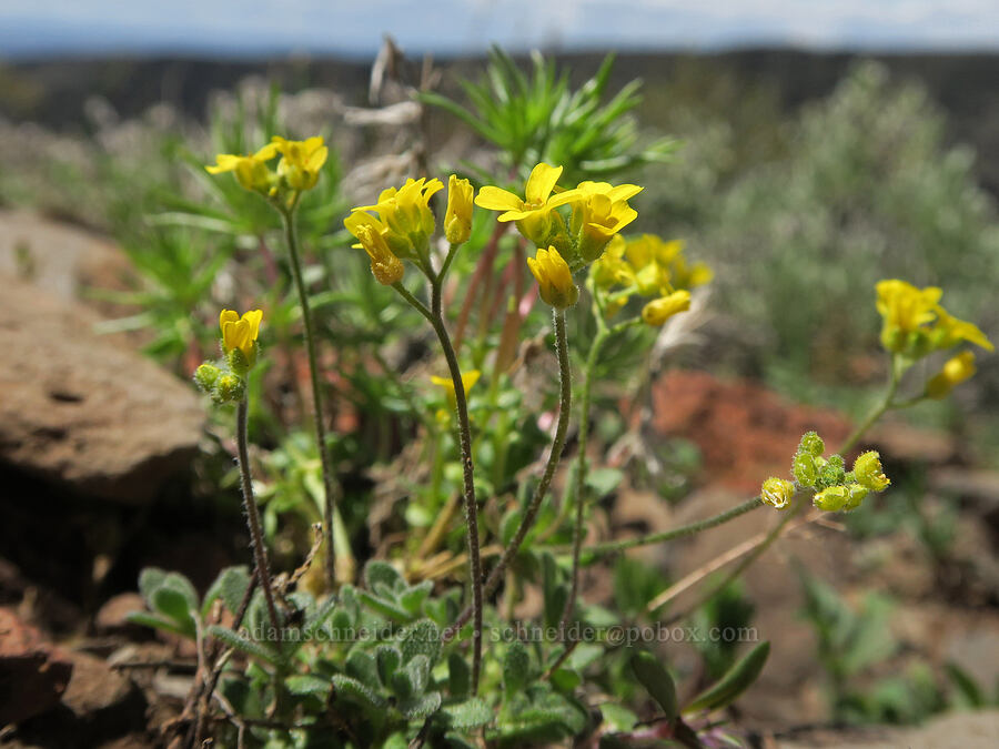 Steens Mountain draba (Cusick's whitlow-grass) (Draba cusickii) [Little Blitzen Overlook, Steens Mountain, Harney County, Oregon]