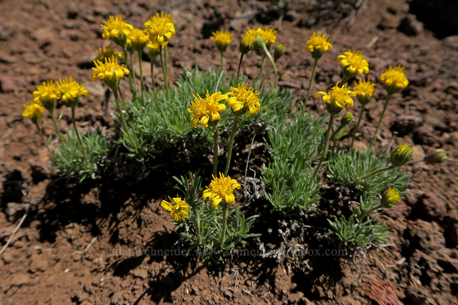 narrow-leaf goldenweed (Nestotus stenophyllus (Haplopappus stenophyllus)) [Little Blitzen Overlook, Steens Mountain, Harney County, Oregon]