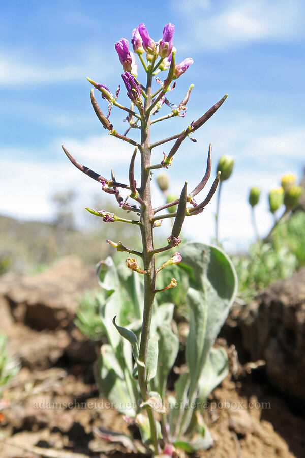 stunted dagger-pod (Phoenicaulis cheiranthoides) [Little Blitzen Overlook, Steens Mountain, Harney County, Oregon]