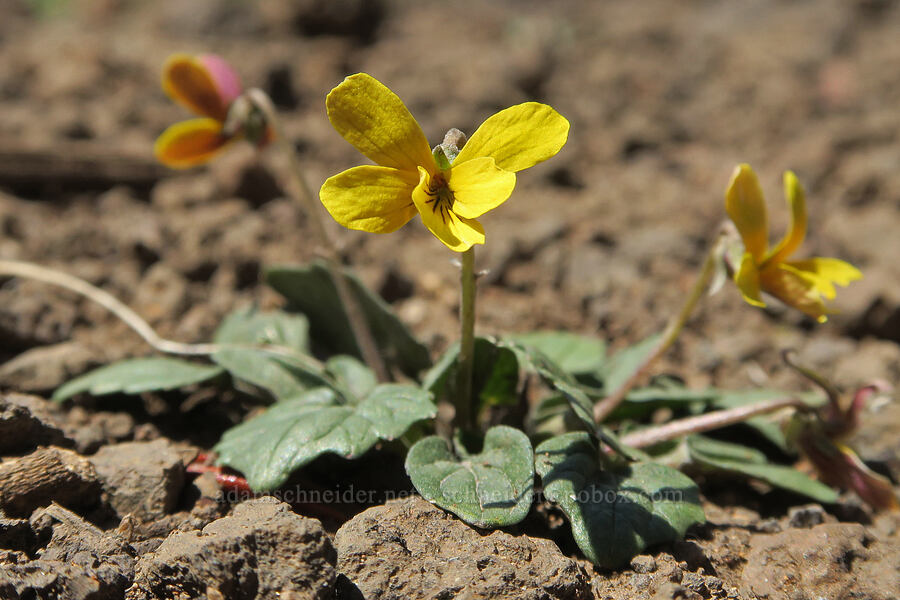 goose-foot violet (Viola purpurea) [Little Blitzen Overlook, Steens Mountain, Harney County, Oregon]