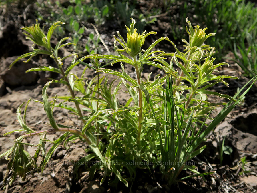 yellow wavy-leaf paintbrush (Castilleja applegatei var. pinetorum) [Little Blitzen Overlook, Steens Mountain, Harney County, Oregon]