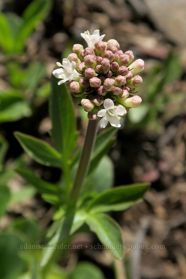 sharp-leaf valerian (Valeriana acutiloba) [Little Blitzen Overlook, Steens Mountain, Harney County, Oregon]