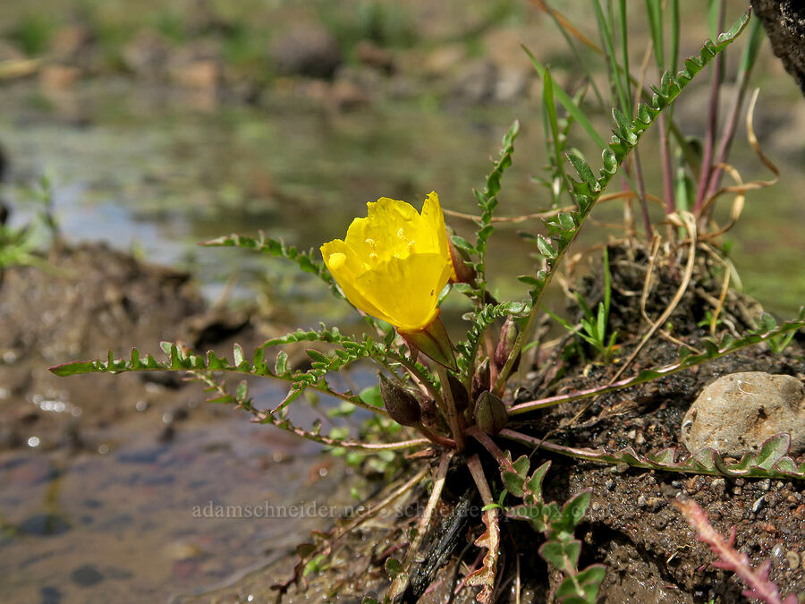 tansy-leaf evening-primrose (Taraxia tanacetifolia (Camissonia tanacetifolia)) [South Steens Mountain Loop Road, Harney County, Oregon]