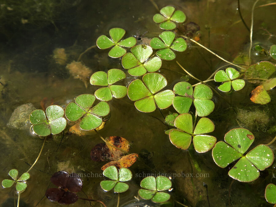clover fern (water-clover) (Marsilea oligospora) [South Steens Mountain Loop Road, Harney County, Oregon]