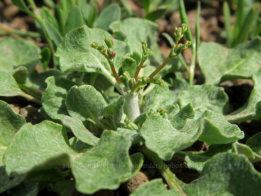 Bailey's buckwheat, budding (Eriogonum baileyi var. baileyi (Eriogonum vimineum var. baileyi)) [South Steens Mountain Loop Road, Harney County, Oregon]