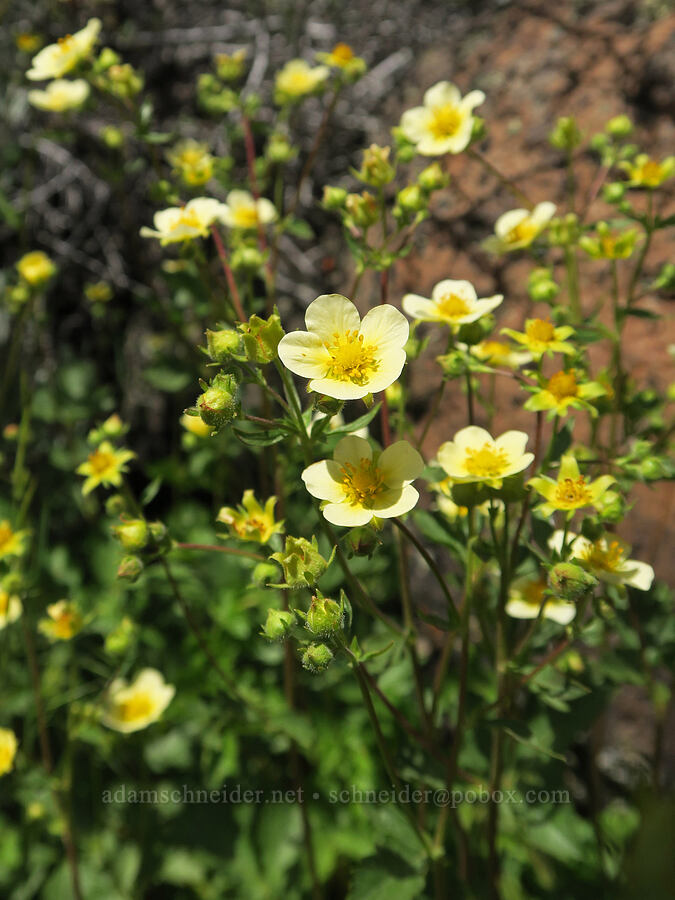 sticky cinquefoil (Drymocallis sp. (Potentilla glandulosa)) [South Steens Mountain Loop Road, Harney County, Oregon]