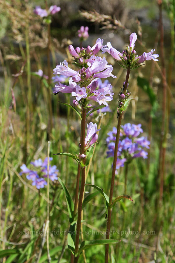 Rydberg's penstemon (Penstemon rydbergii) [South Steens Mountain Loop Road, Harney County, Oregon]